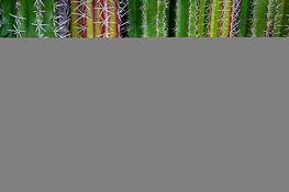 Cactus by Tammy Wigington