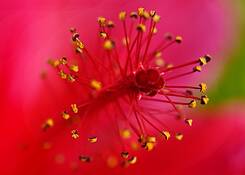 Hibiscus by Tammy Wigington