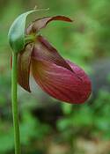 Lady's Slipper by Virginia S. Metevia
