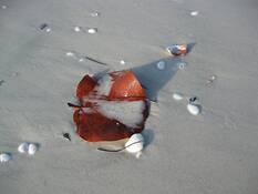 Sea Grape Leaf by Virginia S. Metevia