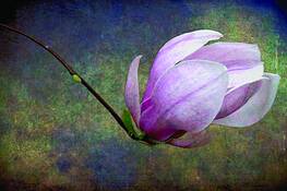 New Beginnings by Wendi Donaldson