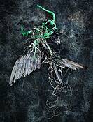 Entangled by Philip J. Pogledich