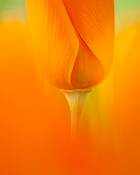 Rising by Philip J. Pogledich