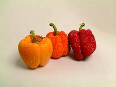 Three Peppers by Phillip A. Windell