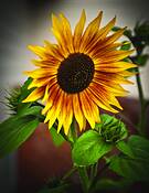 Untitled by Bob Ashley