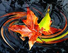 Leaf in Water by Ron Regalado
