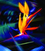 Spinning Bird by Ron Regalado