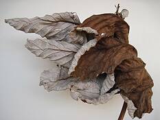 Yagrumo by Rosa F. Centeno