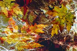 Fall Leaves 2 by Rosanne Mezio