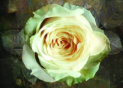Rose 1 by Rosanne Mezio