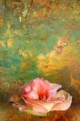 Rose 2 by Rosanne Mezio