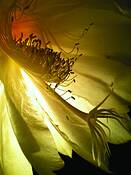 Recursion by LeeAnne Mallonee