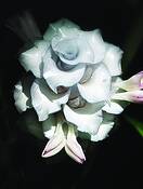 Blue Ice by Sandra Hein