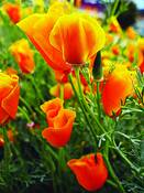 California Poppies by Sandra Hein