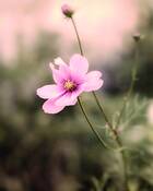 Flower Study by Les Berkley