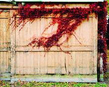 Ivy on Wall IV by Les Berkley