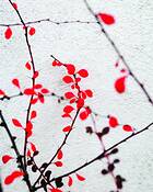 November Design I by Les Berkley