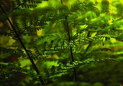 Ferns by Linda Koopman