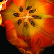 Tulip Yellow by Magnus Karlson