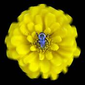 Blue Bee by Mary Woodman