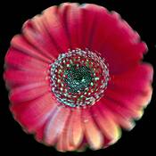 Daisy #3 by Mary Woodman