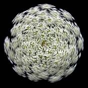 Queen Anne's Lace by Mary Woodman