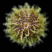 Urchin #3 by Mary Woodman