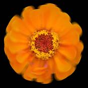 Zinnia #1 by Mary Woodman