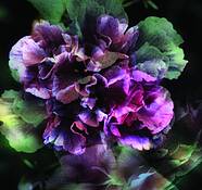 Untitled 1 by Milicska Jalbert