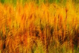 Frenetic Cattails by Paul O'Brien