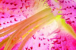 Lily Closeup by Greg Tucker