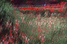 Botanical Gardens by Iva Nash