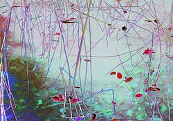 Weeds in Water by Jack Feder