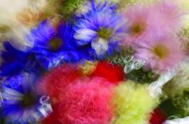 Oglebay Spring Flowers by James Wright