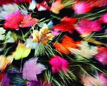 Untitled 5 by Jennifer Walker