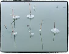 Ice Flower by John W. Hans