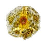 Tomatillo #7 by John Wesley