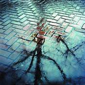 Rain by Sophia Koopman