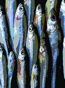 Fish by Susan B. Griffith