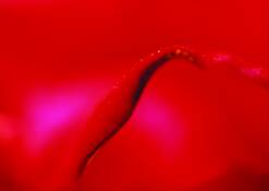 Untitled 4 by Carlyle Thompson