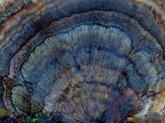 Untitled 1 by Christiena Hasapes