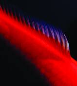 Goldfish by David L. Hoffman