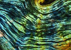 Old Wood 1 by Richard Tucker