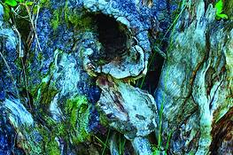 Old Wood 6 by Richard Tucker