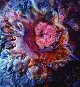 Stranded Jellyfish by Richard Tucker