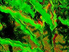 Bird of Paradise Leaves by Seta Karabadjian