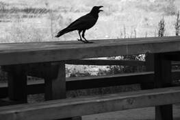 Crying Crow by Ana Paula Aguiar