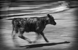 Escaped by Shanna Mae Swanson