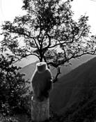 MonkeyTree by Kim Eugene Hood