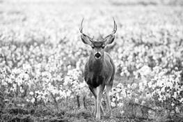 Deer in Cotton Field by Leah Burgett